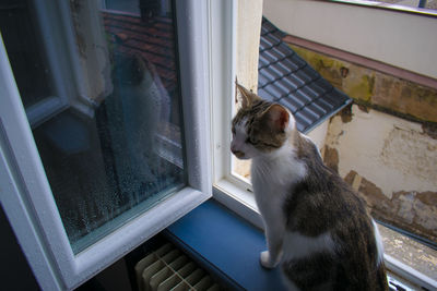 Close-up of cat sitting on window sill