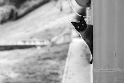 Cat looking at camera