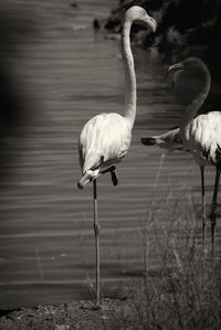Close-up of flamingos perching on lake
