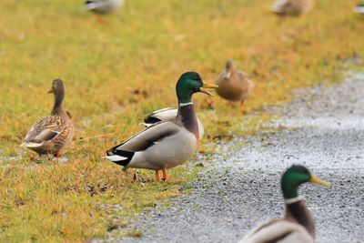 Mallard ducks on a field