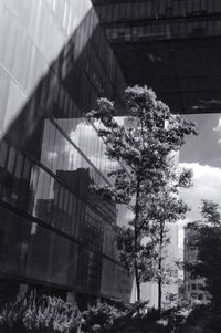 Low angle view of tree in city against sky