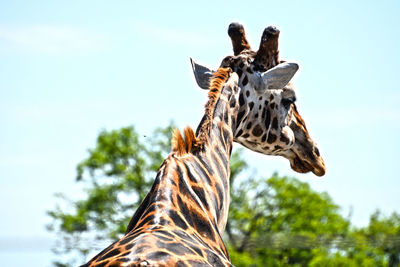 Low angle view of giraffe on tree against sky