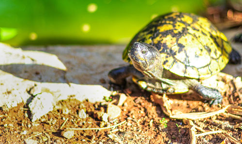 Close-up of a turtle