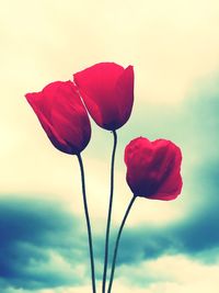 Close-up of red flowers against clear sky