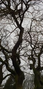 Low angle view of bare tree against sky