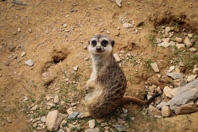 Beautiful and fun animal meerkat. suricate is a small mongoose. a smile on his face 