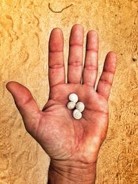 Seashells on human palm