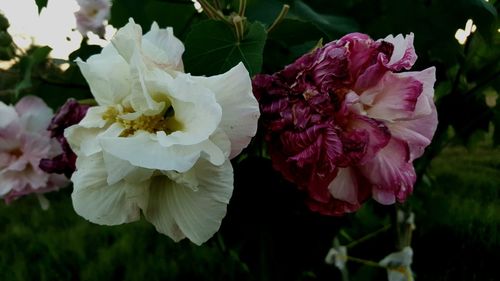 Close-up of pink flower