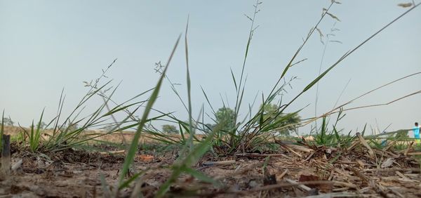 Close-up of grass on field against clear sky