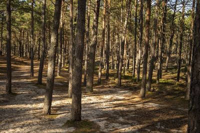 Trees in forest