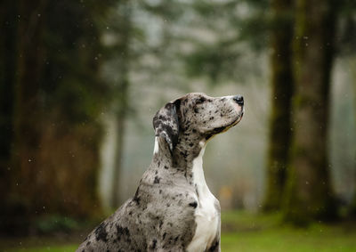 Close-up of dog by water