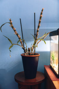 Close-up of potted plant on table against wall