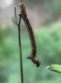 Close-up of dead plant