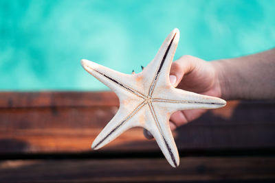 Hand holding a starfish near the sea.