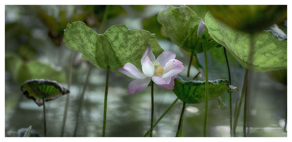 Close-up of flowering plant