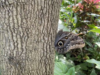 Close-up of butterfly on tree trunk