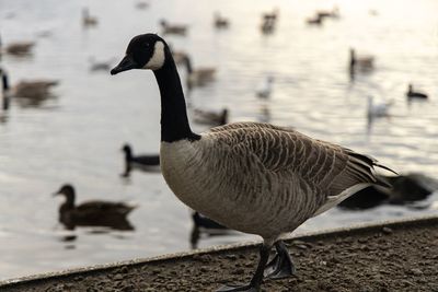 Side view of a duck swimming in lake