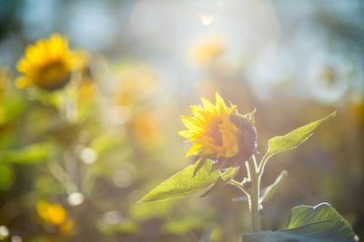 Close-up of yellow flowering plant