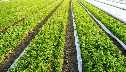 Opened with under agrofiber plantation potato bushes. cultivation, harvesting in late spring.