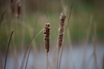 Close-up of plant against blurred background