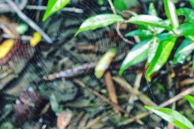 Close-up of insect on plant