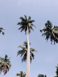 Low angle view of palm trees against clear sky