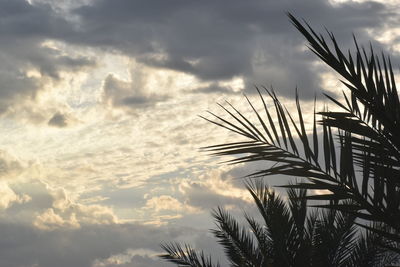 Low angle view of palm trees against sky