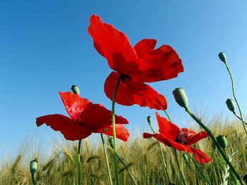 Low angle view of red poppy against clear sky