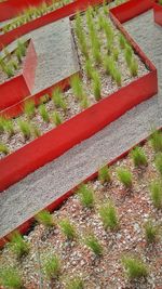 High angle view of plants