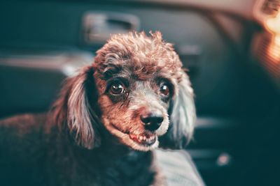 Portrait of dog against car