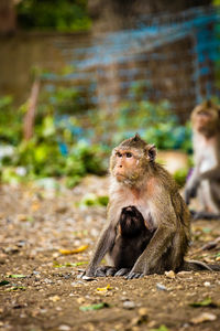 Monkey sitting on land