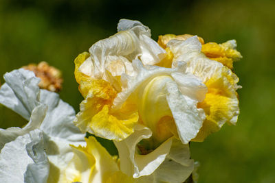 Close-up of white rose plant