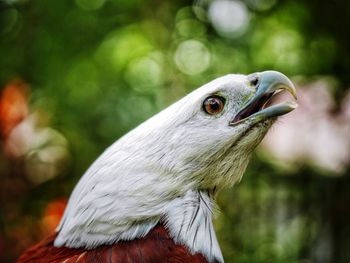 Close-up of a bird looking away