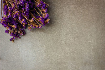 Close-up of lavender against purple background