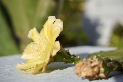 Close-up of yellow flowering plant
