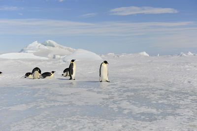 View of birds on snow covered landscape