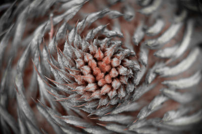 Full frame shot of eye