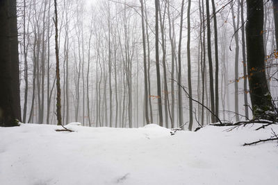 Bare tree on snow covered landscape