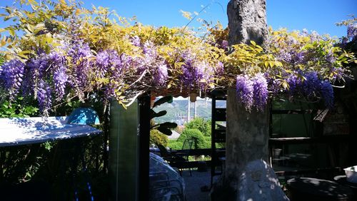 Purple flowering plants against sky