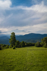 Scenic view of field against sky