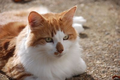 Close-up portrait of a cat