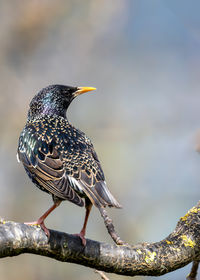 Close-up of bird perching on branch