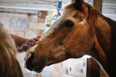 Brown horse in a stable