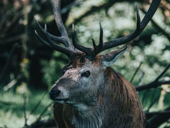 Close-up of deer in forest