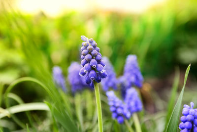Close-up of purple flowering plants on field