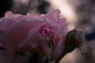 Close-up of pink flowers