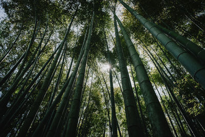 Bamboo forest in japan