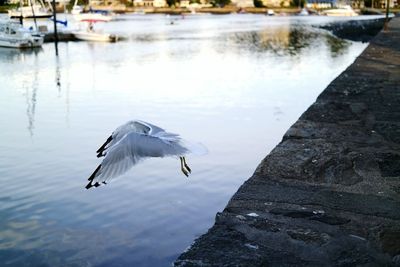 Close-up of bird flying over lake