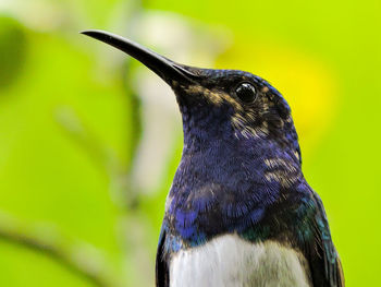 Close-up of a bird