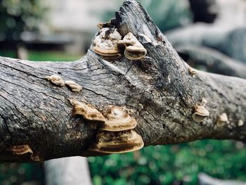 Close-up of tree trunk